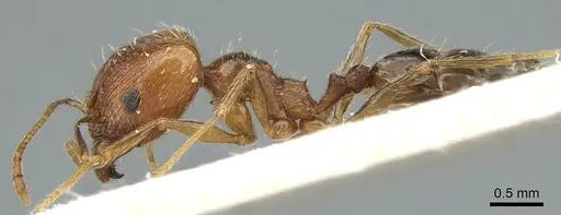 Pheidole sinaitica specimen CASENT0906614 image casent0906614_3