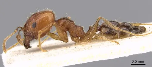 Pheidole sinaitica specimen CASENT0906614 image casent0906614_4
