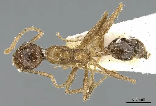 Pheidole sinaitica specimen CASENT0906615 image casent0906615_1