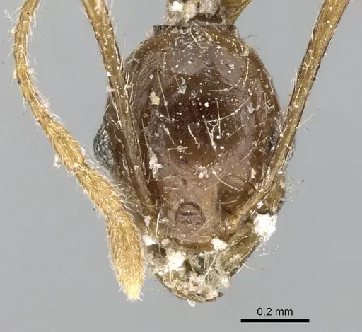 Pheidole sinaitica specimen CASENT0906615 image casent0906615_2