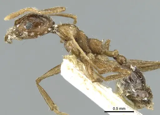 Pheidole sinaitica specimen CASENT0906615 image casent0906615_4