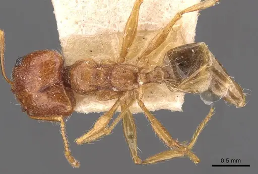 Pheidole sinaitica specimen CASENT0907793 image casent0907793_1