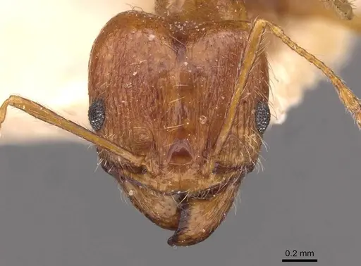 Pheidole sinaitica specimen CASENT0907793 image casent0907793_2