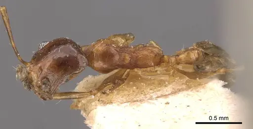 Pheidole sinaitica specimen CASENT0907794 image casent0907794_1