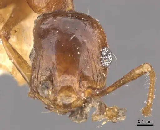 Pheidole sinaitica specimen CASENT0907794 image casent0907794_2