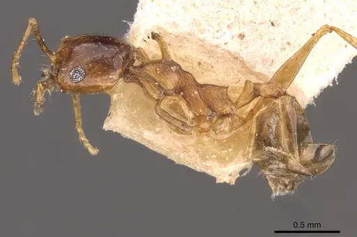Pheidole sinaitica specimen CASENT0907794 image casent0907794_3
