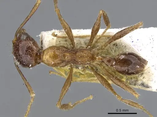 Pheidole sinaitica specimen CASENT0922186 image casent0922186_1