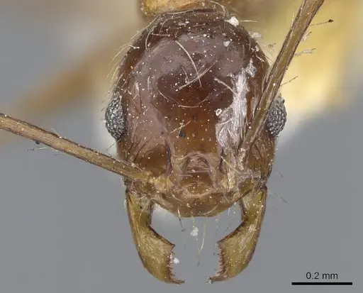 Pheidole sinaitica specimen CASENT0922186 image casent0922186_2