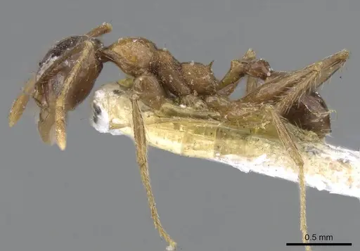 Pheidole sinaitica specimen CASENT0922186 image casent0922186_3