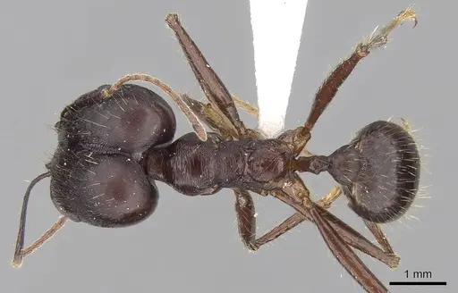 Pheidole singaporensis specimen CASENT0281706 image casent0281706_1