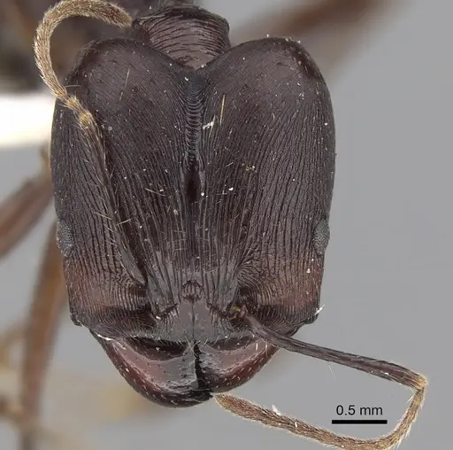 Pheidole singaporensis specimen CASENT0281706 image casent0281706_2
