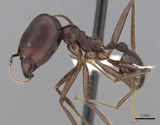 Pheidole singaporensis specimen CASENT0281706 image casent0281706_3