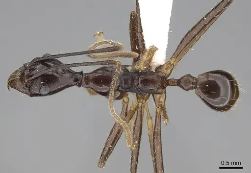 Pheidole singaporensis specimen CASENT0281707 image casent0281707_1