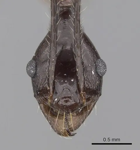 Pheidole singaporensis specimen CASENT0281707 image casent0281707_2