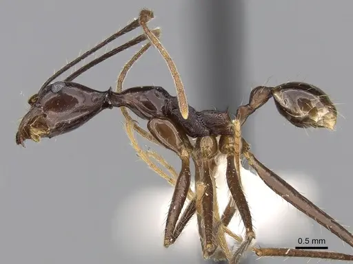 Pheidole singaporensis specimen CASENT0281707 image casent0281707_3