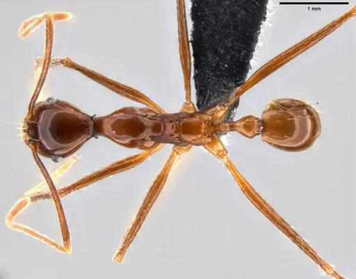 Pheidole singaporensis specimen CASENT0282605 image casent0282605_1
