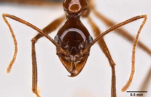 Pheidole singaporensis specimen CASENT0282605 image casent0282605_2