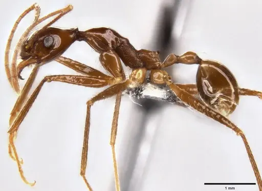 Pheidole singaporensis specimen CASENT0282605 image casent0282605_3