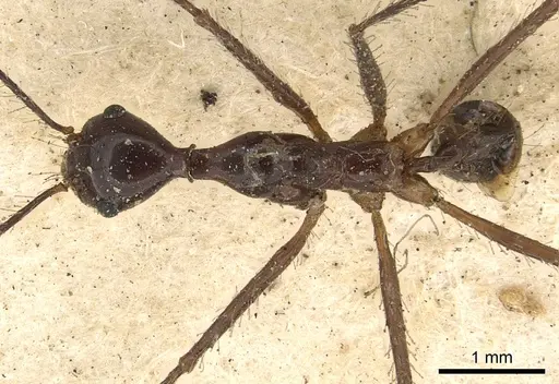 Pheidole singaporensis specimen CASENT0901398 image casent0901398_1