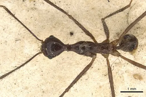 Pheidole singaporensis specimen CASENT0901398 image casent0901398_2