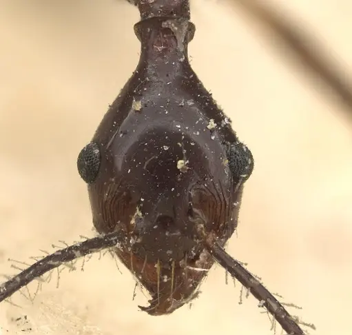 Pheidole singaporensis specimen CASENT0901398 image casent0901398_3
