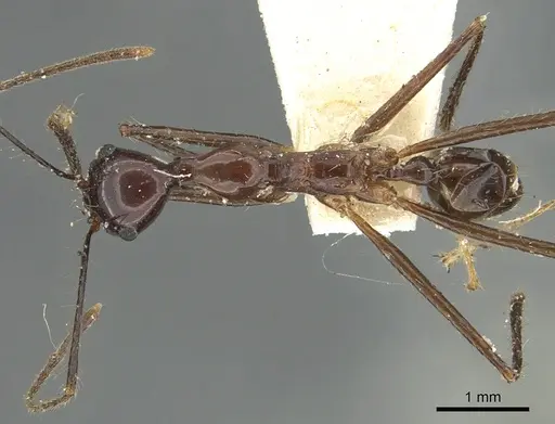 Pheidole singaporensis specimen CASENT0901505 image casent0901505_1