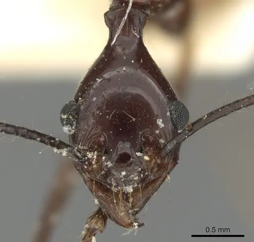 Pheidole singaporensis specimen CASENT0901505 image casent0901505_2