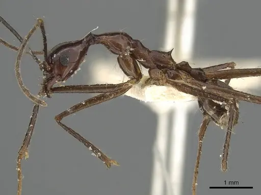 Pheidole singaporensis specimen CASENT0901505 image casent0901505_3