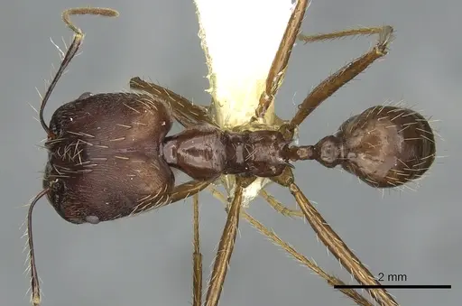 Pheidole singaporensis specimen CASENT0901506 image casent0901506_1