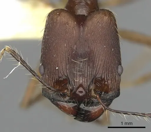 Pheidole singaporensis specimen CASENT0901506 image casent0901506_2