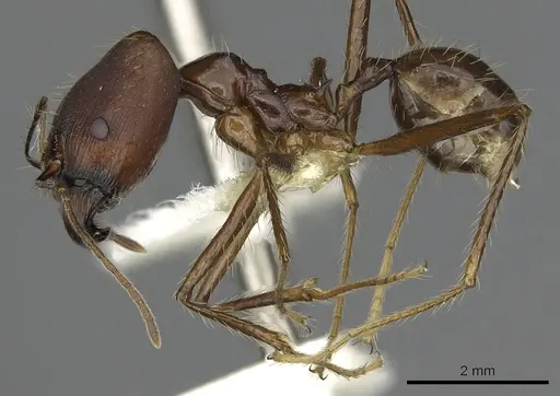 Pheidole singaporensis specimen CASENT0901506 image casent0901506_3