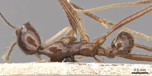 Pheidole singaporensis specimen CASENT0904453 image casent0904453_1