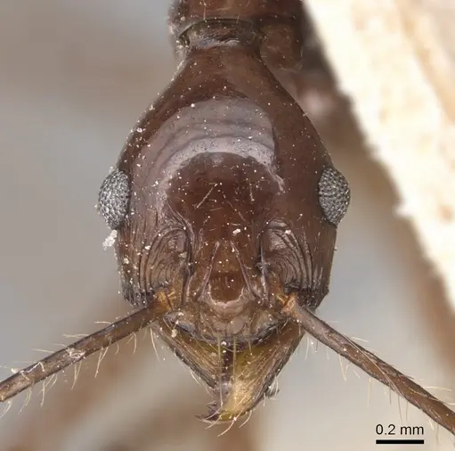 Pheidole singaporensis specimen CASENT0904453 image casent0904453_2