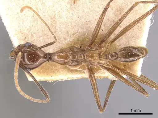 Pheidole singaporensis specimen CASENT0904454 image casent0904454_1