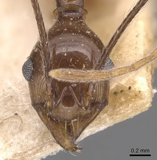Pheidole singaporensis specimen CASENT0904454 image casent0904454_2