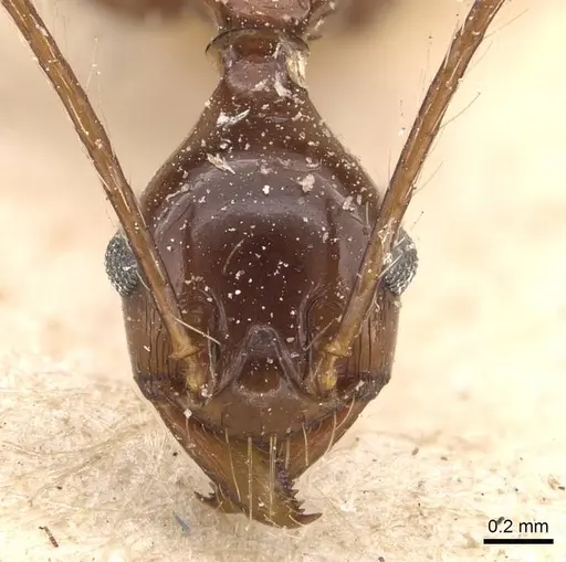 Pheidole singaporensis specimen CASENT0908318 image casent0908318_2