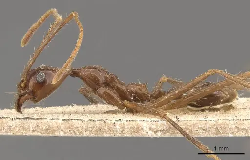 Pheidole singaporensis specimen CASENT0908318 image casent0908318_3