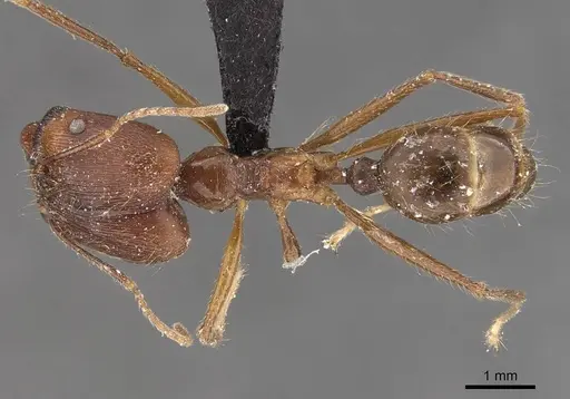 Pheidole singaporensis specimen CASENT0908319 image casent0908319_1