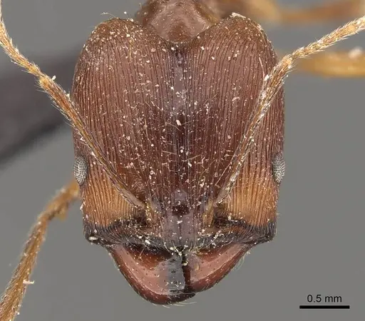 Pheidole singaporensis specimen CASENT0908319 image casent0908319_2
