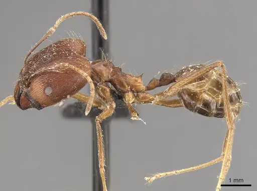 Pheidole singaporensis specimen CASENT0908319 image casent0908319_3