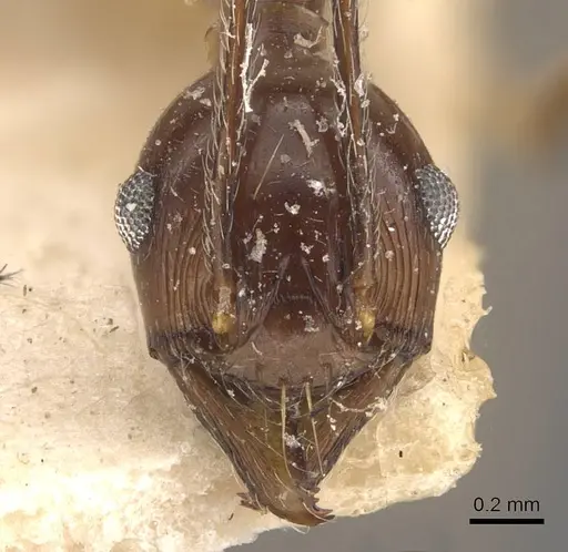 Pheidole singaporensis specimen CASENT0908320 image casent0908320_2