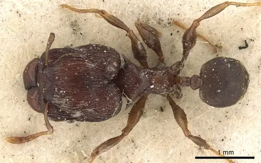 Pheidole singularis specimen CASENT0901402 image casent0901402_1
