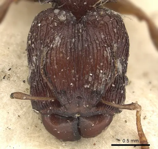 Pheidole singularis specimen CASENT0901402 image casent0901402_2