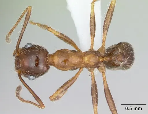 Pheidole sitiens specimen CASENT0103406 image casent0103406_1
