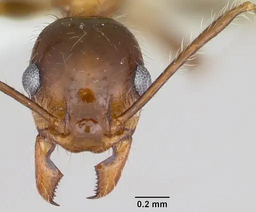 Pheidole sitiens specimen CASENT0103406 image casent0103406_2