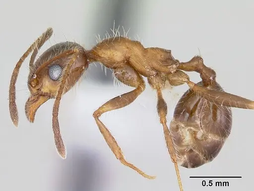 Pheidole sitiens specimen CASENT0103406 image casent0103406_3