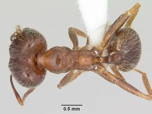 Pheidole sitiens specimen CASENT0104754 image casent0104754_1