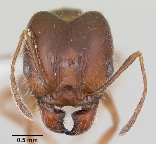 Pheidole sitiens specimen CASENT0104754 image casent0104754_2