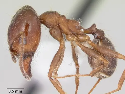 Pheidole sitiens specimen CASENT0104754 image casent0104754_3