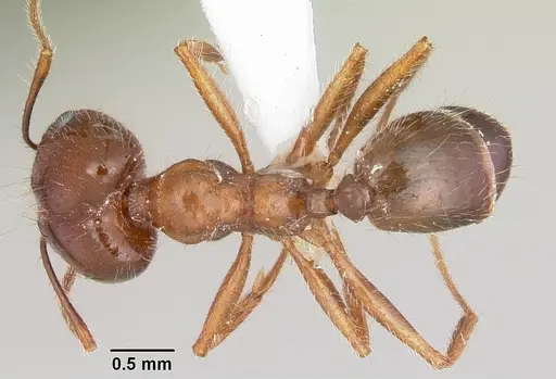 Pheidole sitiens specimen CASENT0104755 image casent0104755_1